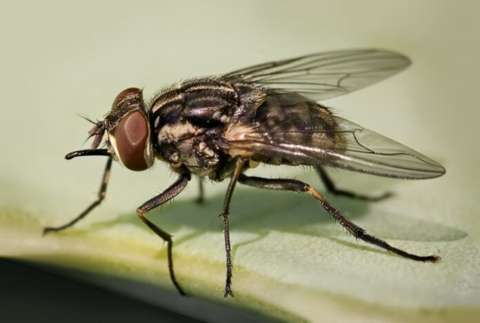 Secretaria de Saúde de Mairi faz alerta sobre proliferação de moscas e infecções provocadas pelo inseto